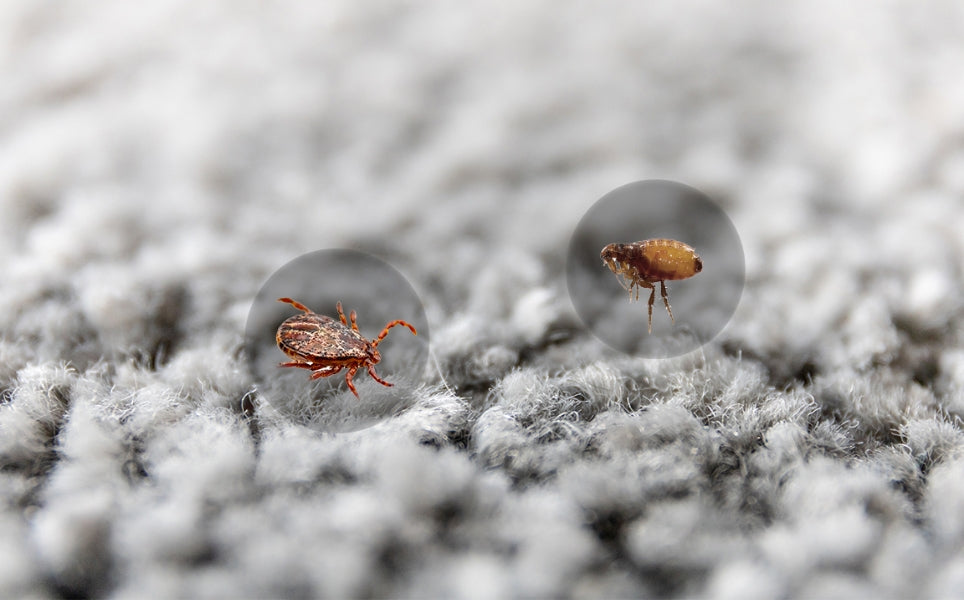 2 Ant on Floor Rug